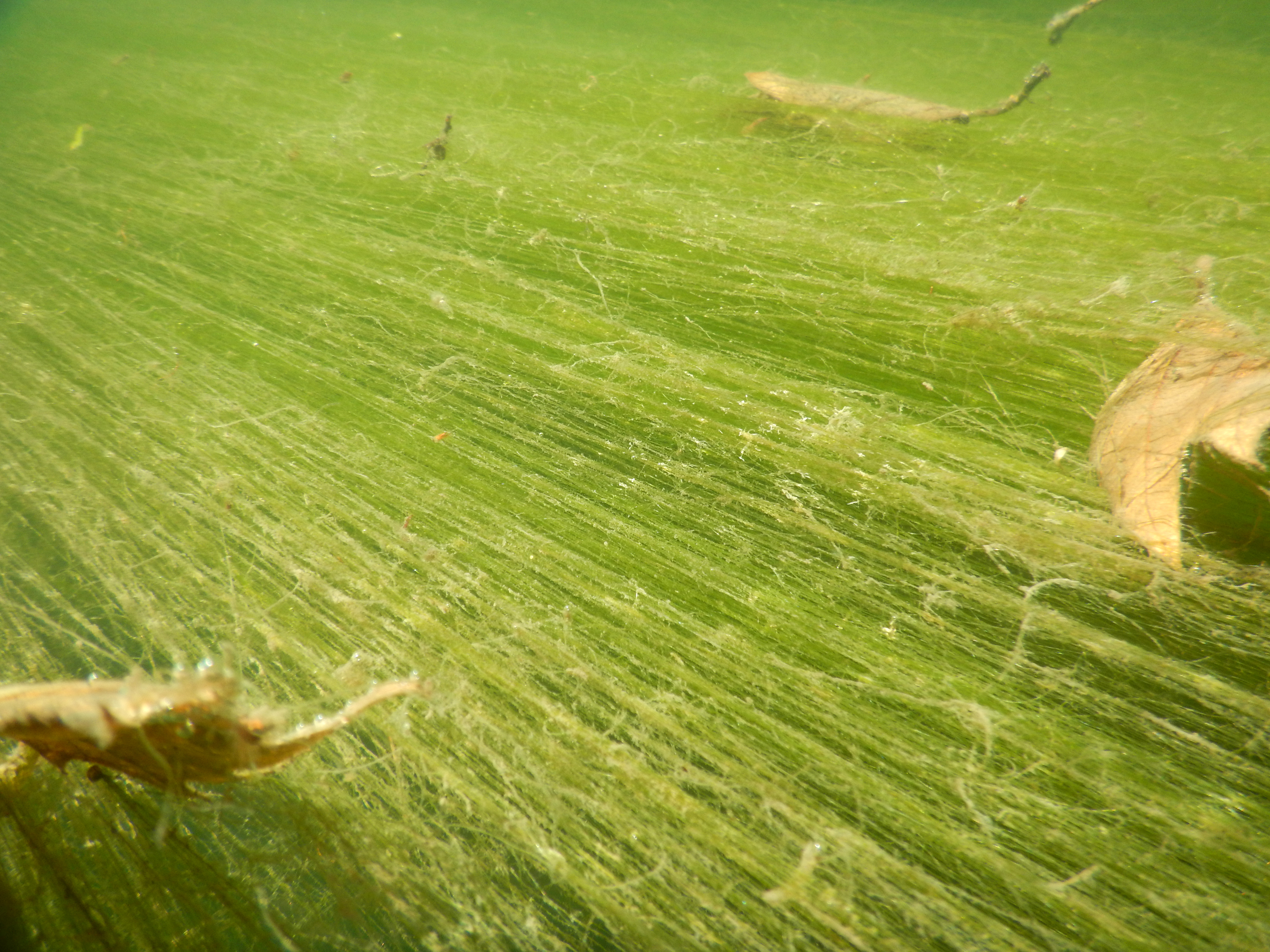 Algues filamenteuses dans un cours d'eau